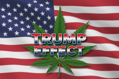 Trump Effect' Ignites Cannabis Stock Rally